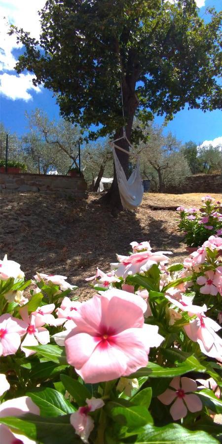 לינה וארוחת בוקר קורטונה La Casa Tra Gli Ulivi מראה חיצוני תמונה